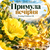 Примула вечірня